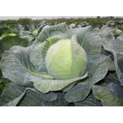 Дижон F1 10000 семян белокочанной капусты, Libra Seeds, Нидерланды